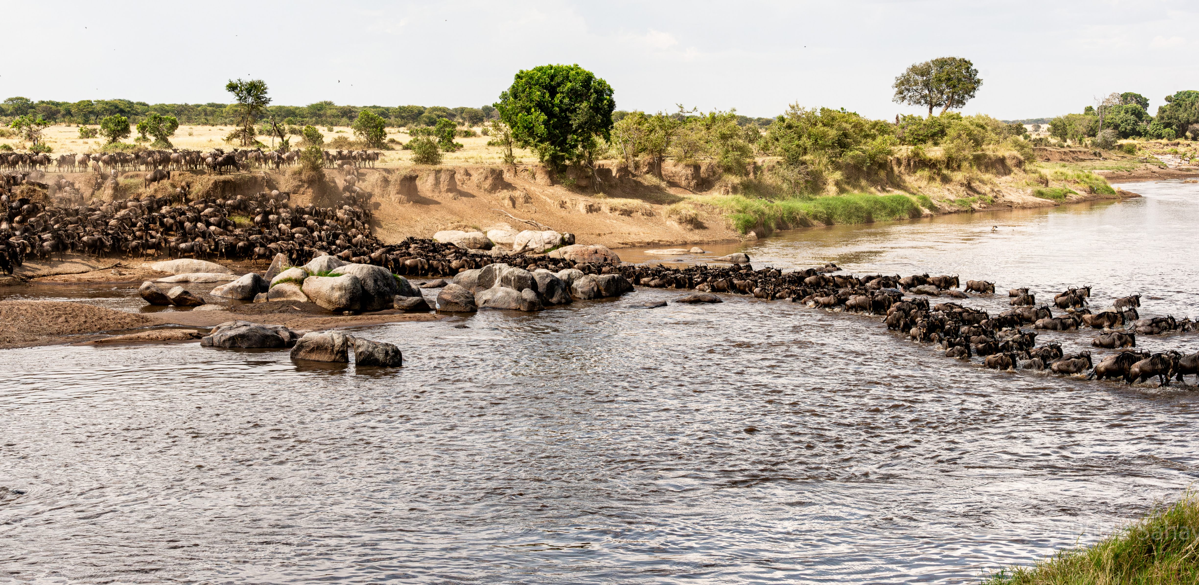 Wildebeest crossing the Mara river